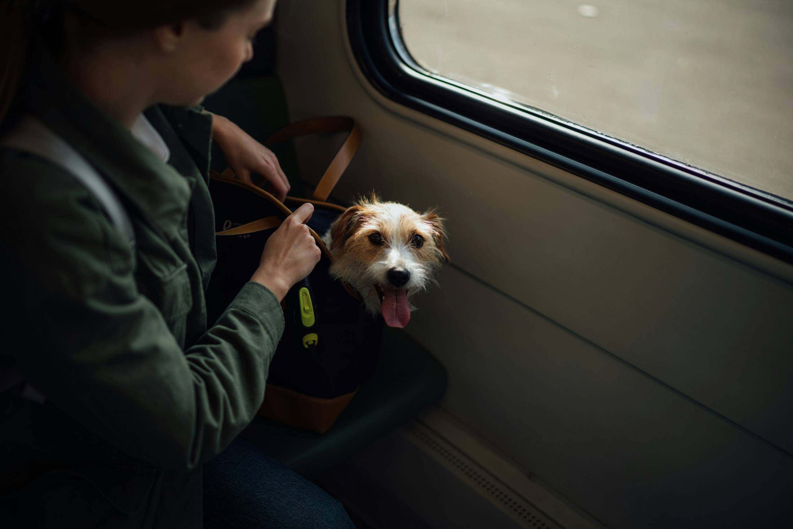 Viaggiare con gli Animali Domestici: 