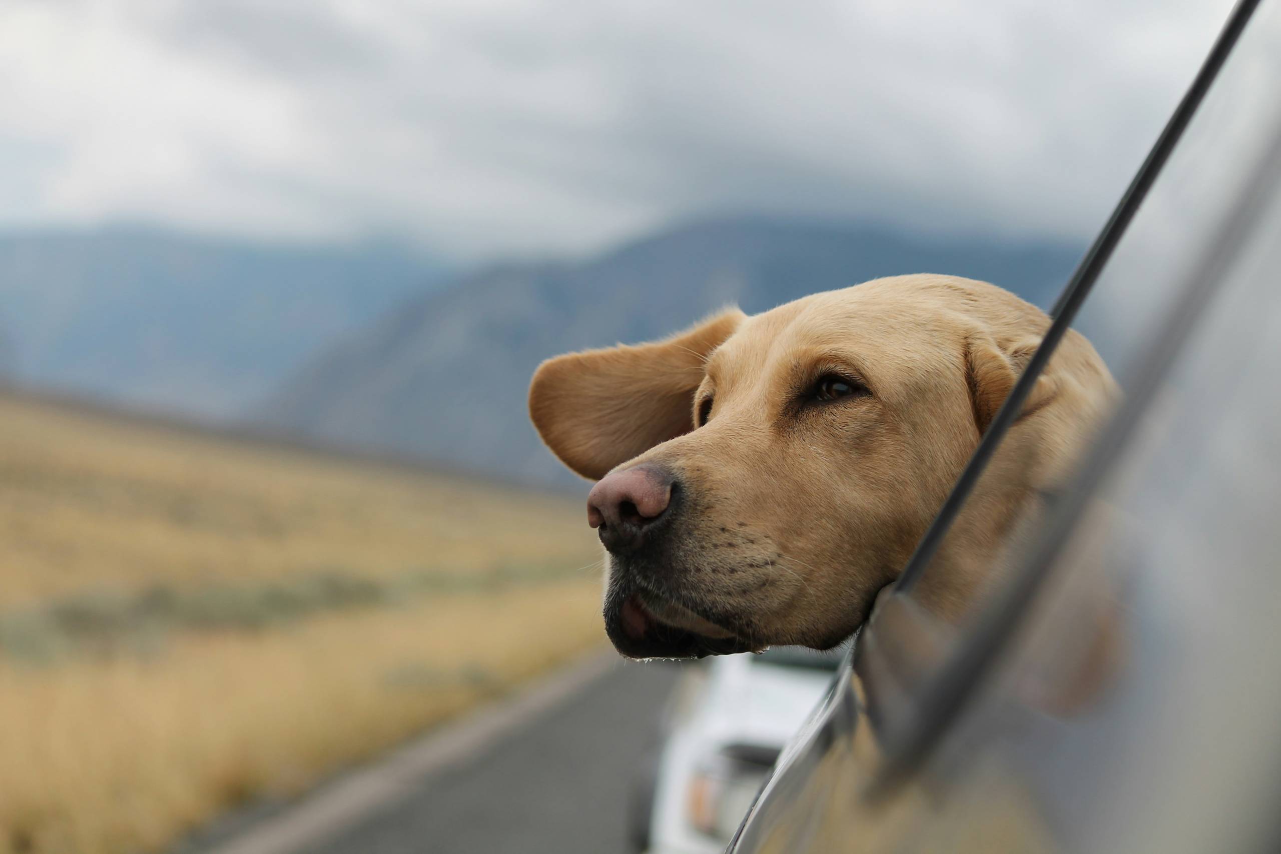 Viaggiare con gli Animali Domestici: 